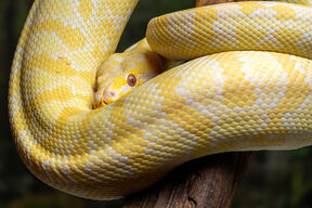 Albino piton zmija