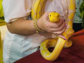 Albino piton zmija