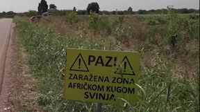 Zona zaraze afričkom kugom.jpg