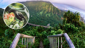Kauai o-o havajska ptica.jpg