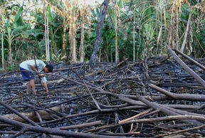Tsimane