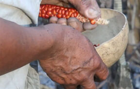 Tsimane