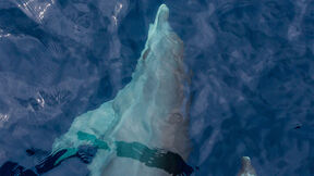 delfin