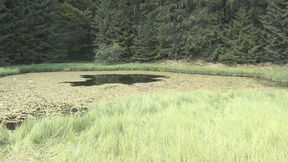 Dajićko jezero (2).jpg