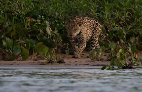 Jaguar lovi pored vode
