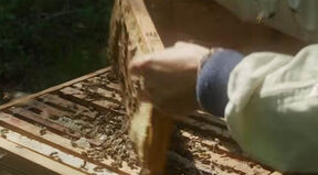 The Quiet Beekeeper (1).jpg