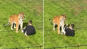 Tigar ubio čoveka u zoo vrtu