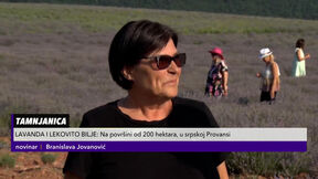 Ljiljana Petrović na svom posedu polja lavandi (1).jpg