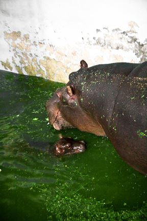 Nova beba Zoo vrta