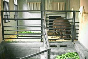 Nova beba Zoo vrta