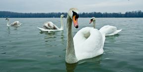 Labudovo jezero na Dunavu