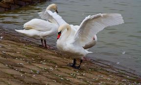 Labudovo jezero na Dunavu