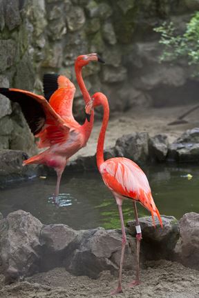 Slonica Tvigi iz Beo zoo vrta napunila 50 godina