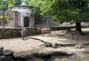 Zebra na zebri, asfaltni mural ispred Beo zoo vrta.