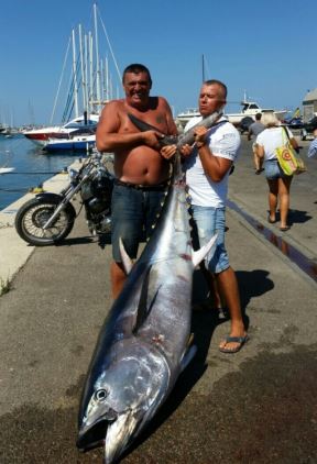 Crna Gora: Tuna kapitalac ulovljena kod Bara