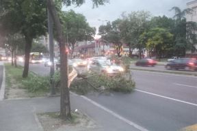 Vetar divljao, obarao drveće po Beogradu  (FOTO)