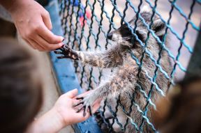 Slonica Tvigi iz Beo zoo vrta napunila 50 godina