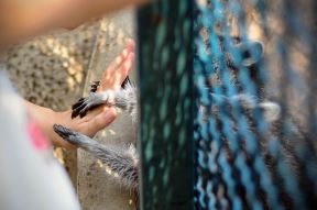 Beo-Zoo vrt, mladunci rakuna, nandua i divlje mačke