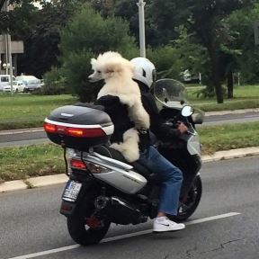 Pas se vozi na motoru u Omladinskih Brigada na Novom Beogradu.