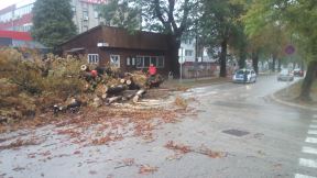 Drvo se srušilo u centru Banjaluke
