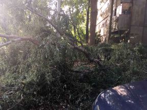Oluja srušila drvo na Zemunskom keju.