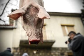 Afrička kuga Srbija zabranila uvoz mesa iz Mađarske