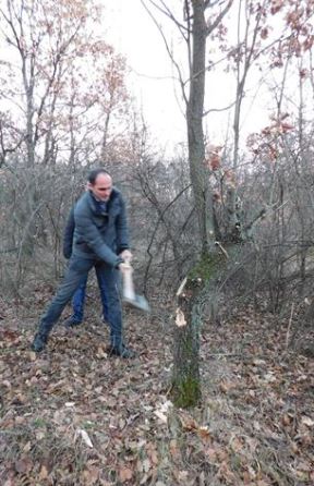 Oplenac Badnji dan tradicionalna seča badnjaka