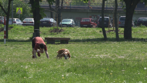 Sport Vision Champion oprema za trčanje