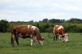 Ekologija - pojedine biljne i životinjske vrste pred izumiranjem - Zasavica