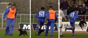 Psi koji vole fudbal, fotogalerija kućni ljubimci