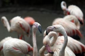 beo zoo vrt zoološki vrt fotografije