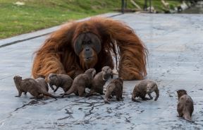 Korona virus najnovije vesti korona virus životinje orangutan i vidre