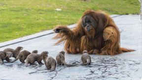 Korona virus najnovije vesti korona virus životinje orangutan i vidre