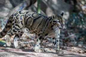 ugrozene-vrste-zivotinja-velike-macke-leopard-tigar-gepard-geografija-izumiranje-priroda