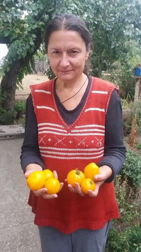 Crni paradajz Topola vrste paradajza