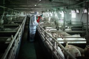 Virus srbija zemlja visokog rizika afrička kuga svinja