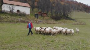 srpsko selo medvedi pojeli ovce foto