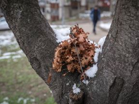 badnjak gde ga ostaviti posle bozica beograd baceni po ulici