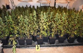 hapsenje obrenovac laboratorija marihuana 700 biljki trava ulje