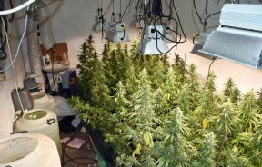 hapsenje obrenovac laboratorija marihuana 700 biljki trava ulje