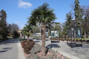 palme kalemegdan sadnice cvijeta zuzorić