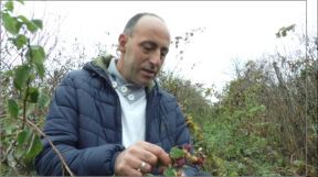 maline cena potraznja trziste rast