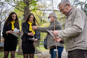 apatinska pivara sadnice jasena apatin