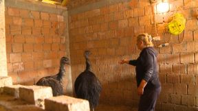emu ptice u srbiji jaja tezina fotografija