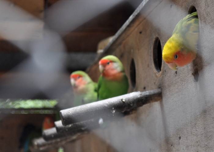 beo zoo vrt zoološki vrt fotografije