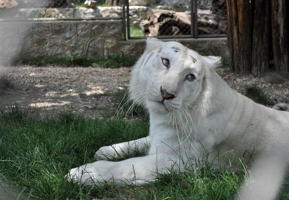 beo zoo vrt zoološki vrt fotografije