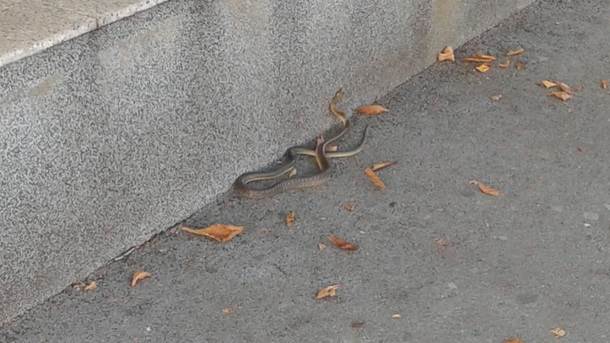 zmije u srbiji ukrotitelj vladica stankovic