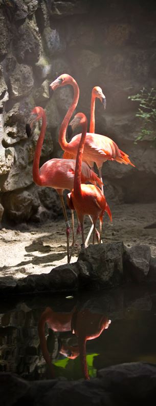 Slonica Tvigi iz Beo zoo vrta napunila 50 godina