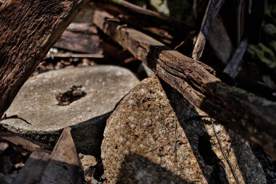 vampir sava savanovic svadja dva sela 