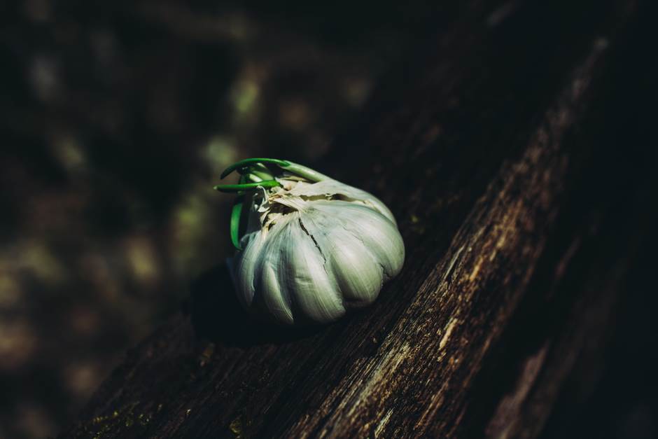 vampir sava savanovic svadja dva sela 